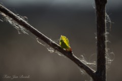 WEB-4762