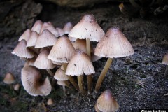 IMG_7016-2
