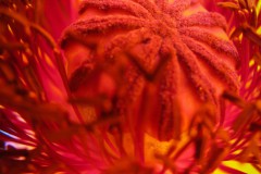 IMG_9803-2