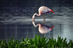 1-flamingo-YK-1900