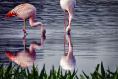 2-flamingos-YK-1900