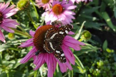 20170713_DF-Macro-in-tuin