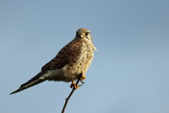 Buizerd-op-beukenboomtakjpg