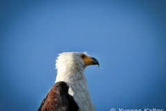 DSCN1604_YK-15