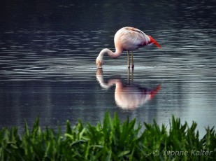 1-flamingo-YK-1900