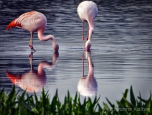 2-flamingos-YK-1900